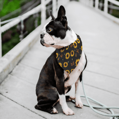 Sunflower Dog Bandana